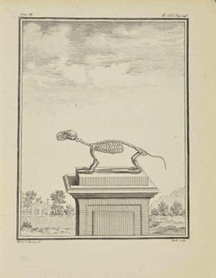Skelett  Radierung von Jean Gullaume Moitte – 1771