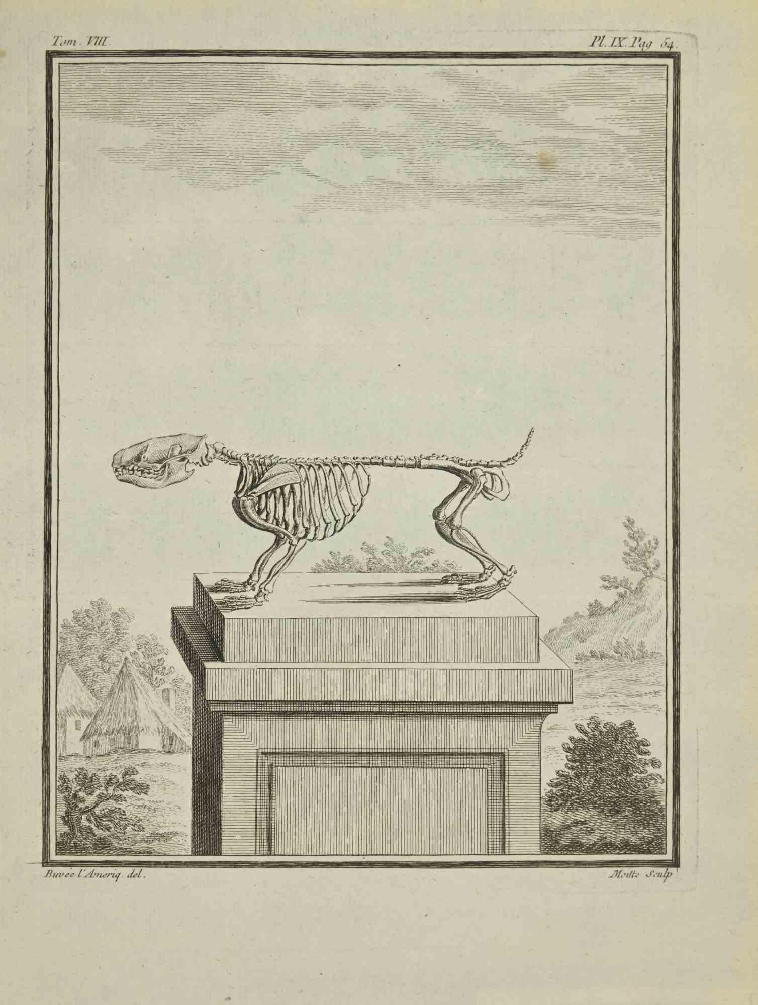 Skelett ist eine Radierung von Jean Gullaume Moitte aus dem Jahr 1771.

Es gehört zu der Reihe "Histoire naturelle, générale et particulière avec la description du Cabinet du Roi".

Signatur des Künstlers rechts unten eingraviert.

Guter Zustand,