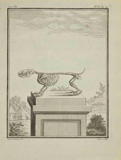 Skelett – Radierung von Jean Gullaume Moitte – 1771