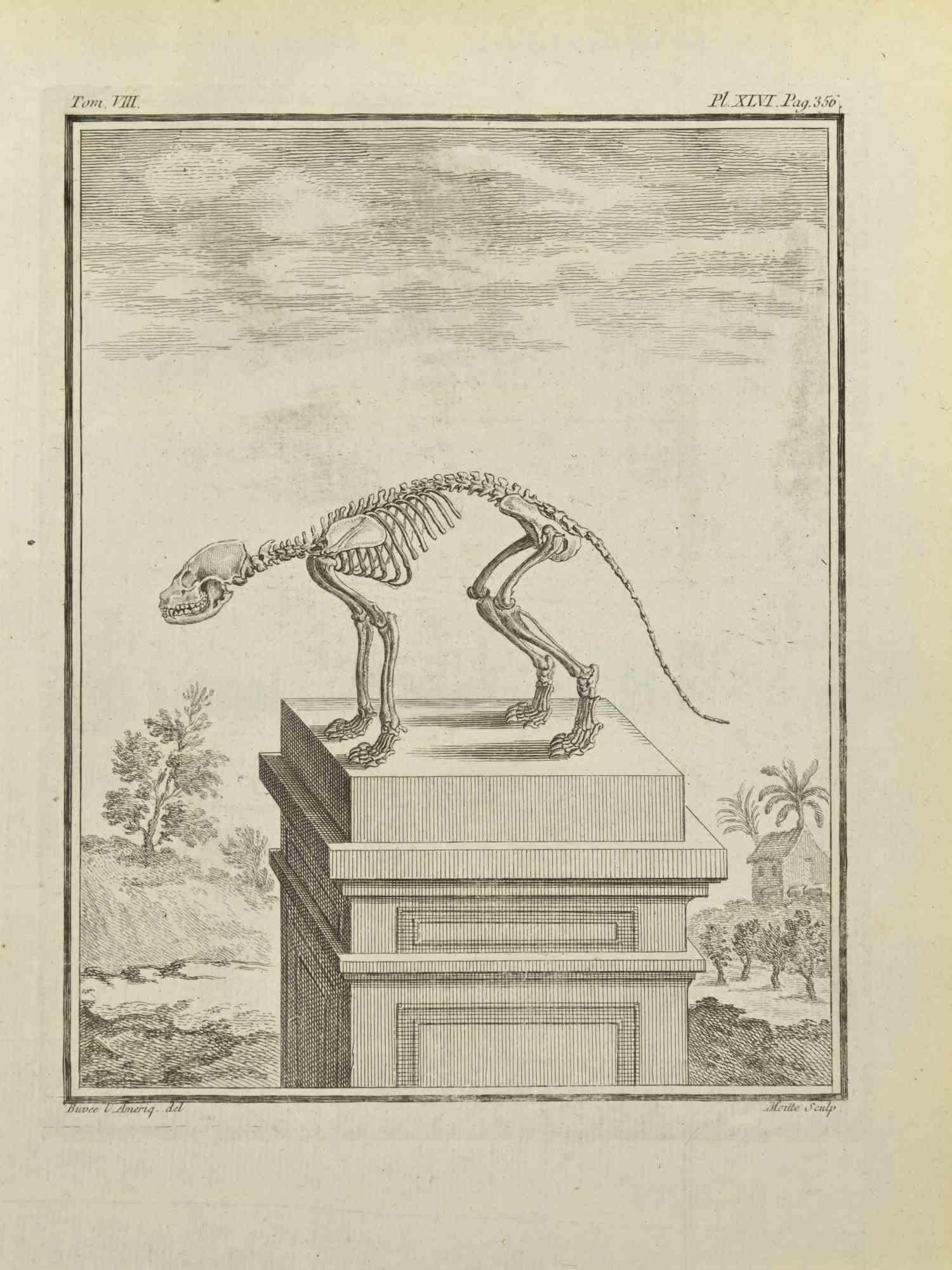 Skeleton is an etching realized by Jean Gullaume Moitte in 1771.

It belongs to the suite "Histoire naturelle, générale et particulière avec la description du Cabinet du Roi".

Artist's signature engraved lower right.

Good conditions, except