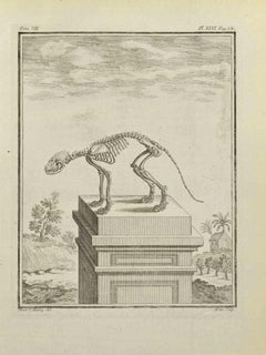 Skeleton - Etching by Jean Gullaume Moitte - 1771