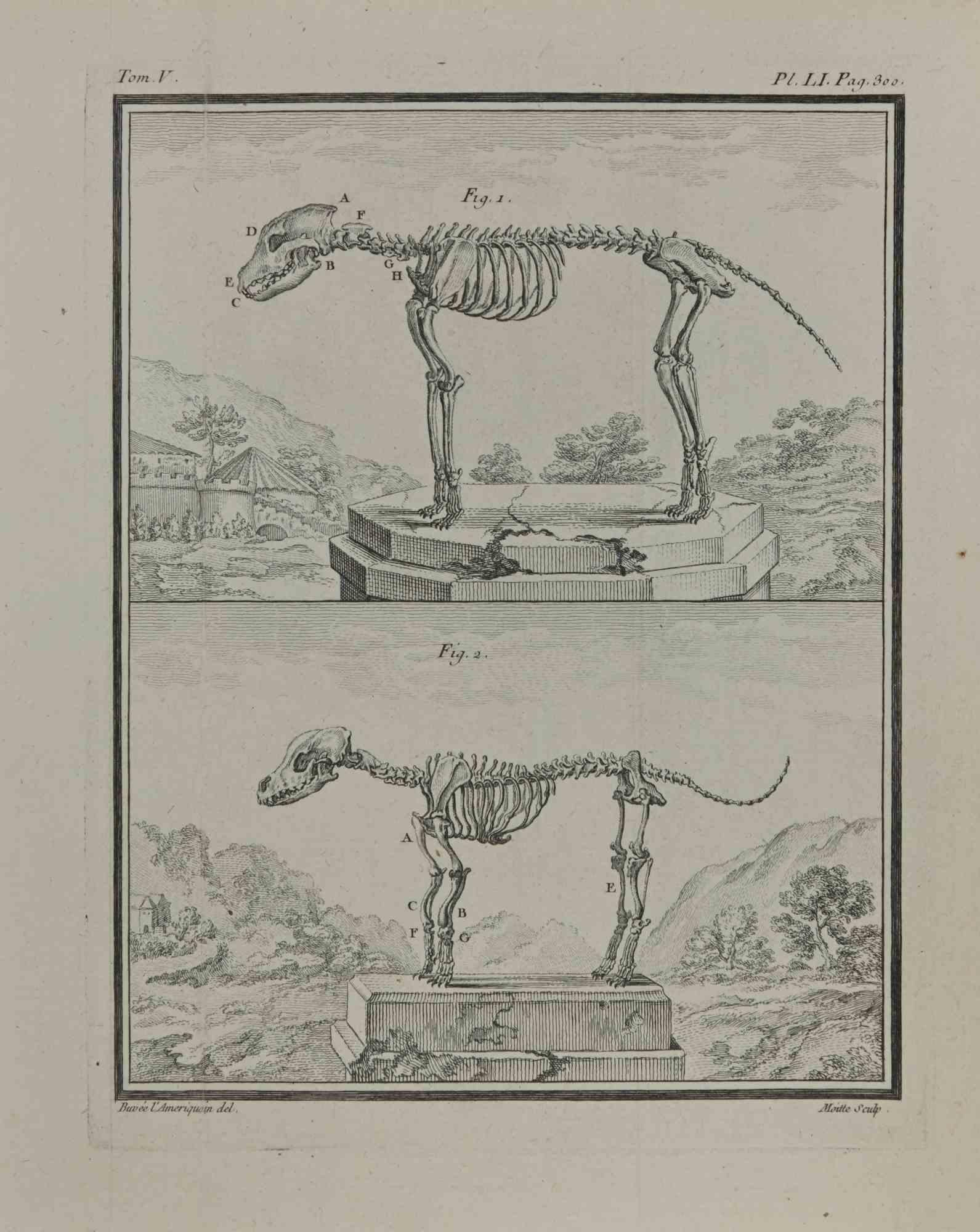 Study of bones  is an etching realized by Jean Gullaume Moitte in 1771.

It belongs to the suite "Histoire naturelle, générale et particulière avec la description du Cabinet du Roi".

Paris: Imprimerie Royale, 1749-1771. 

24 x 19,5 cm.

Artist's