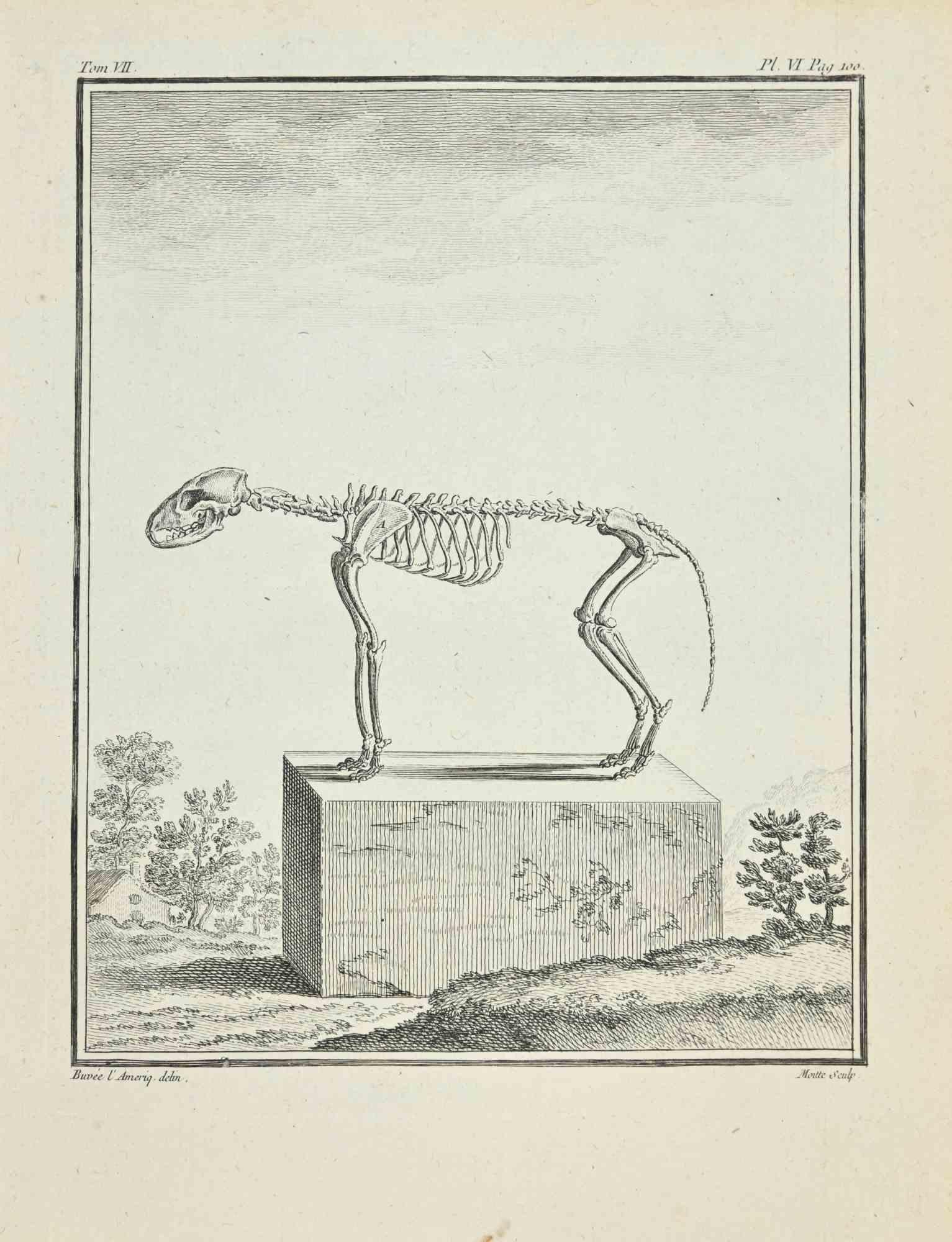 The Skeleton is an etching realized by Jean Gullaume Moitte in 1771.

It belongs to the suite "Histoire Naturelle de Buffon".

The Artist's signature is engraved lower right.

Good conditions.