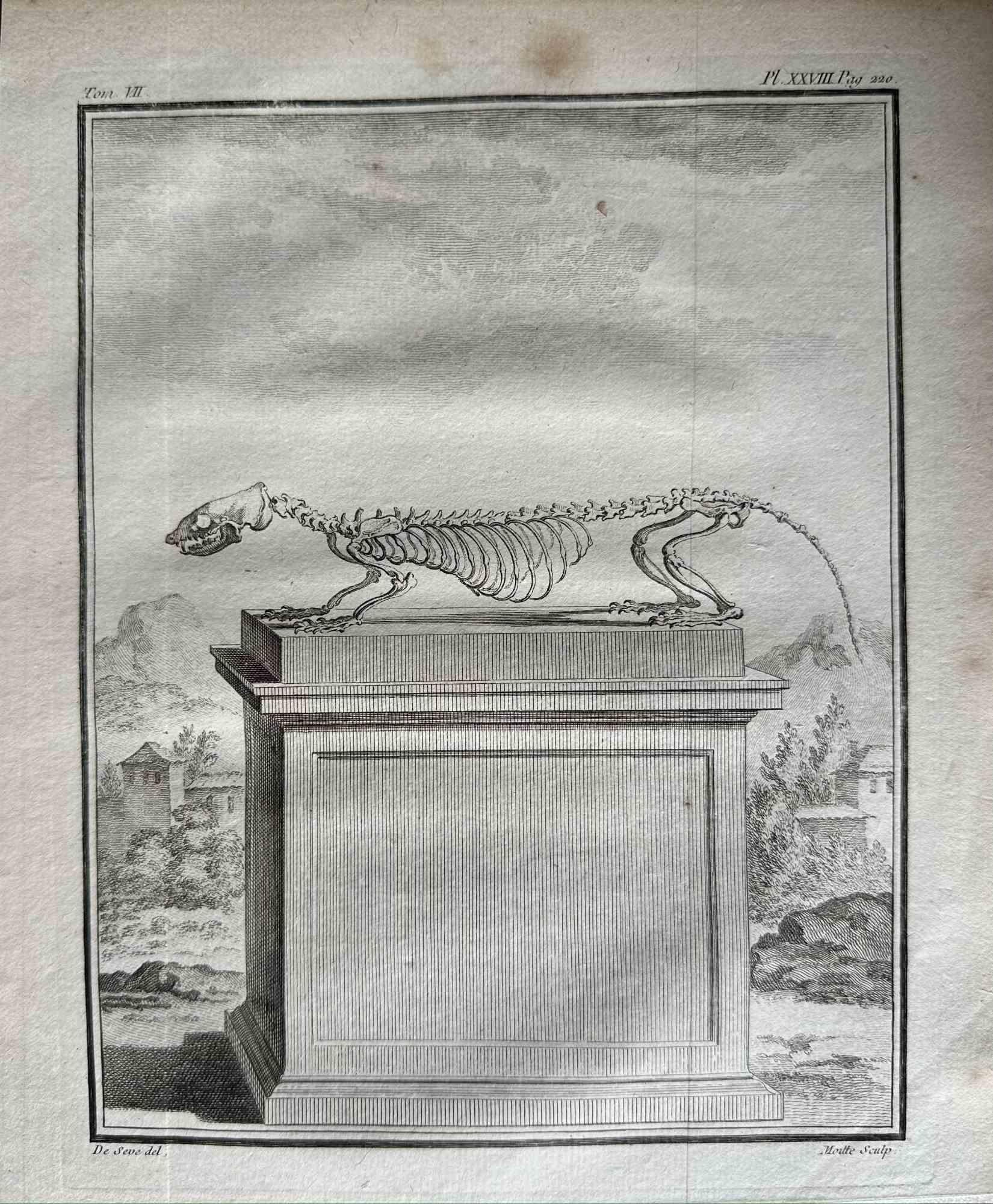The Skeleton is an etching realized by Jean Gullaume Moitte in 1771.

It belongs to the suite "Histoire naturelle, générale et particulière avec la description du Cabinet du Roi".

Artist's signature engraved lower right.

Good conditions.