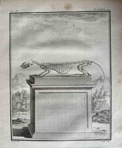Das Skelett – Radierung von Jean Gullaume Moitte – 1771