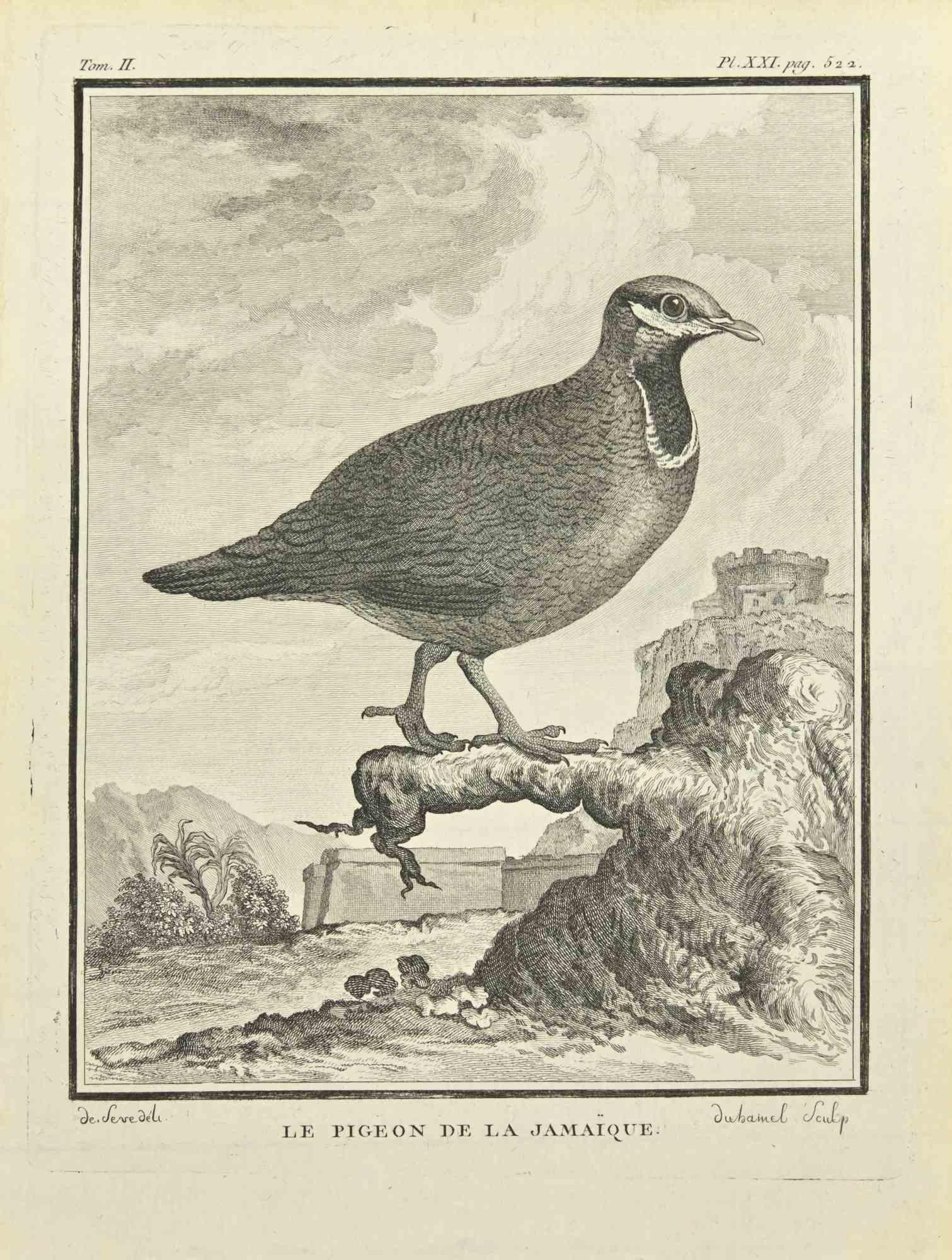 Le Pinche is an etching realized by Jean Jubainel in 1771.

It belongs to the suite "Histoire Naturelle de Buffon".

The Artist's signature is engraved lower right.

Good conditions.