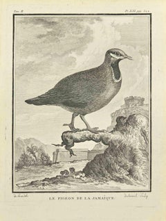 Antique Le Pigeon - Etching by Jean Jubainel - 1771