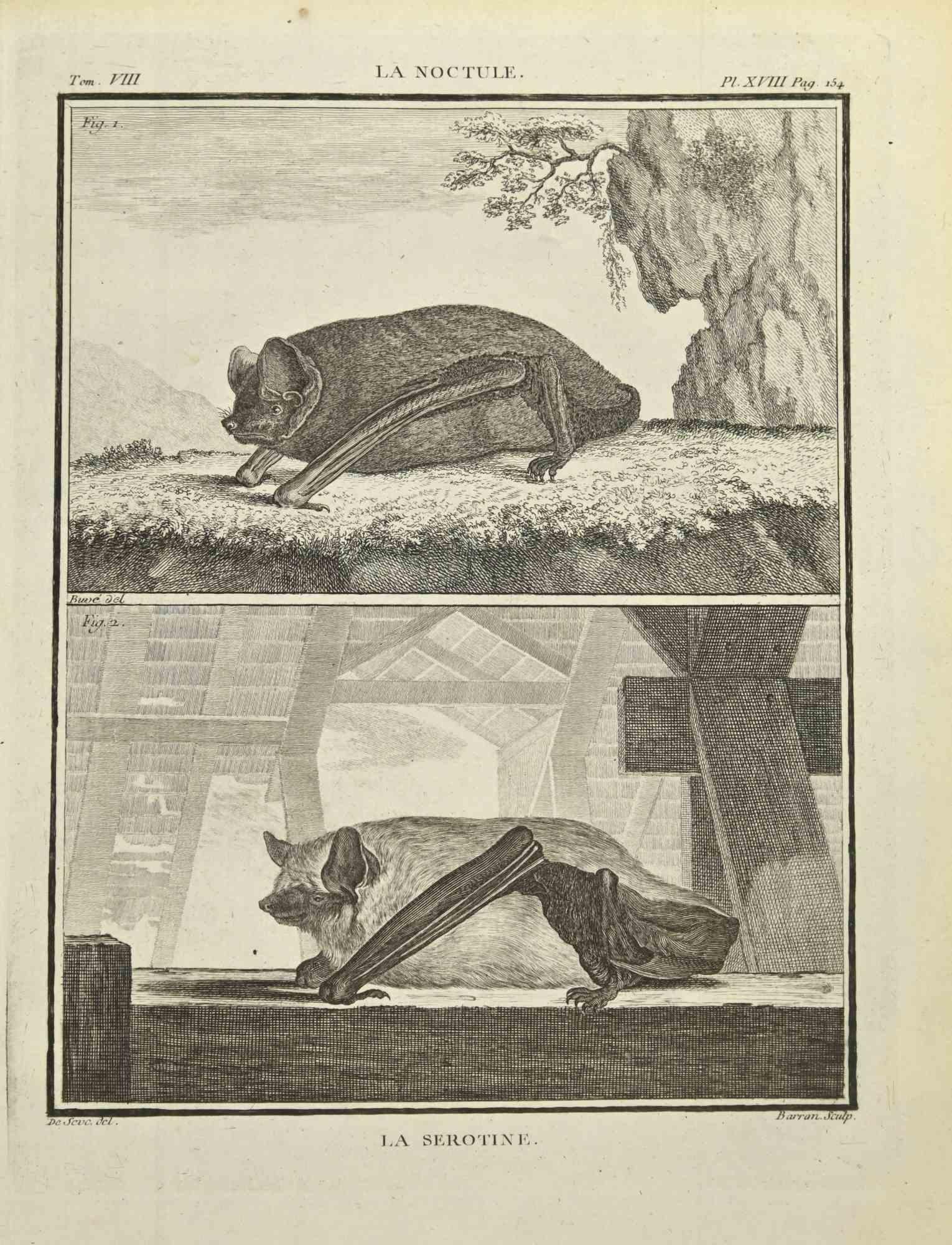 La Lerot is an etching realized by J.L. Barran in 1771.

It belongs to the suite "Histoire Naturelle de Buffon".

The Artist's signature is engraved lower right.

Good conditions.
