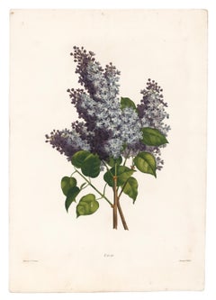 Lilac Engraving