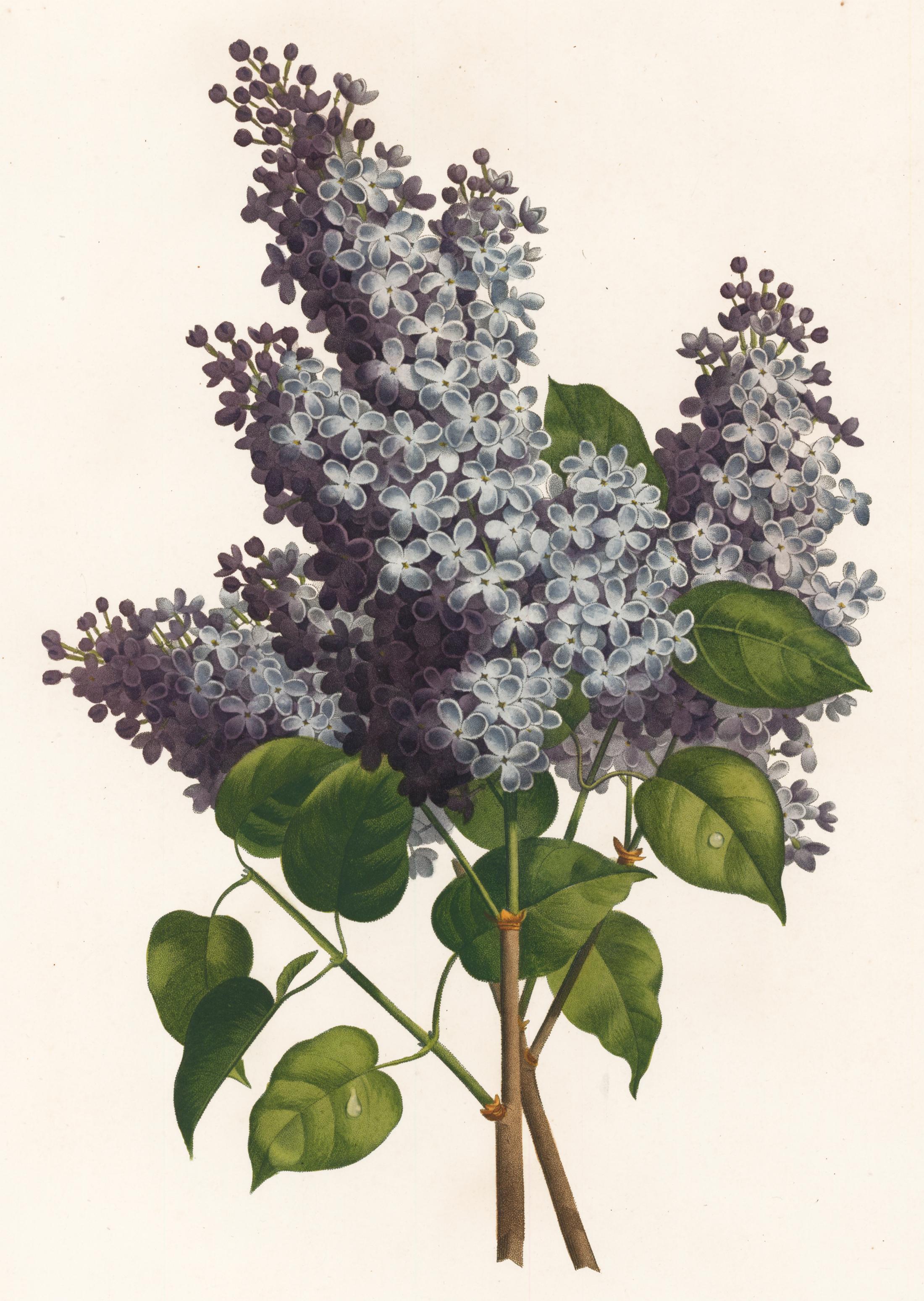 Lilac Engraving - Print by Jean Louis Prévost