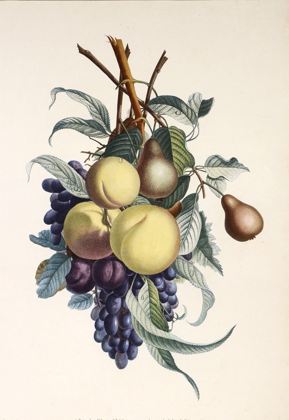 PRÉVOST. Print from a Collection des Fleurs et des Fruits - White Still-Life Print by Jean Louis Prévost