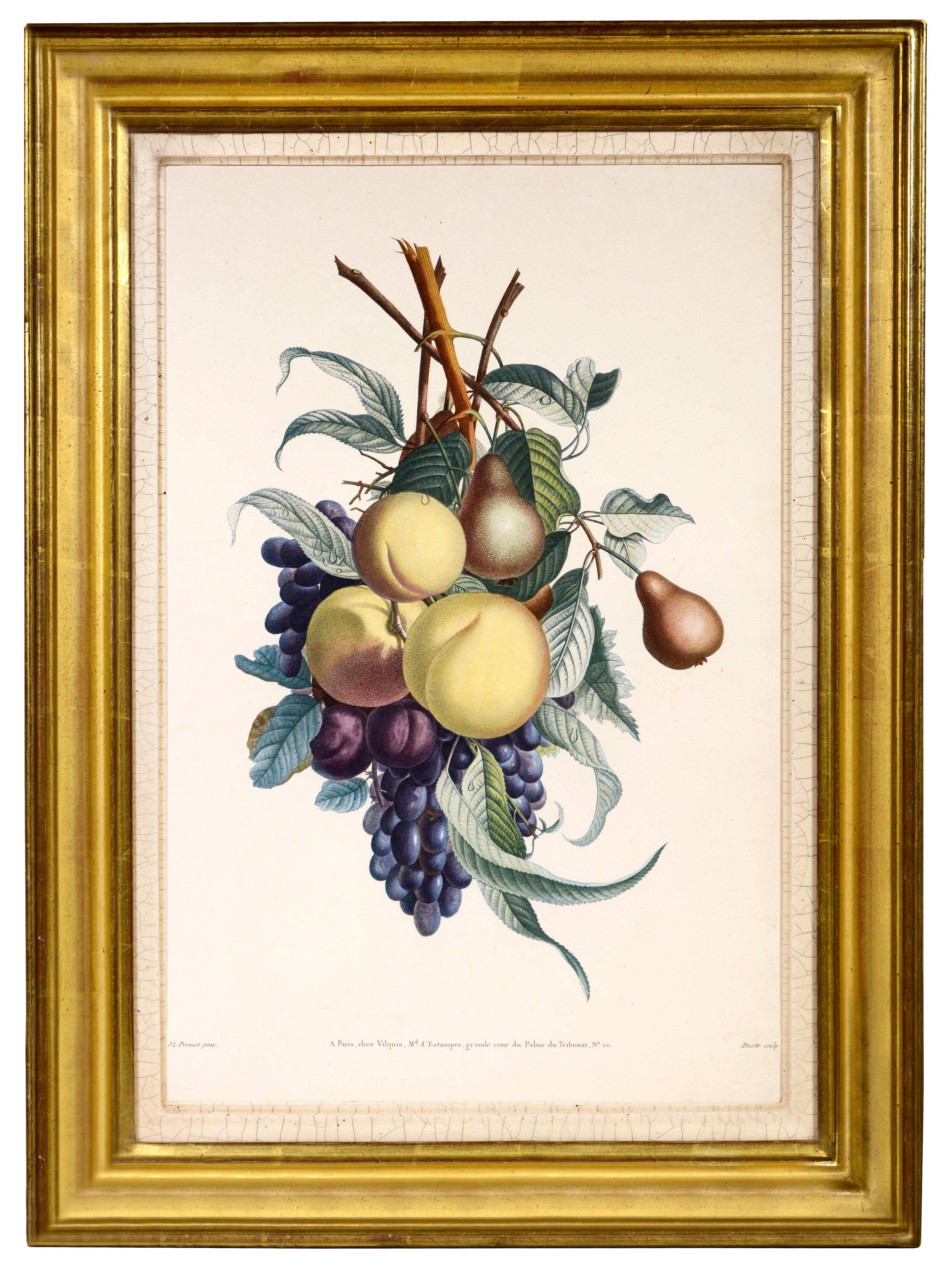 Jean Louis Prévost Still-Life Print - PRÉVOST. Print from a Collection des Fleurs et des Fruits