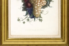 PRÉVOST. Print from Collection des Fleurs et des Fruits