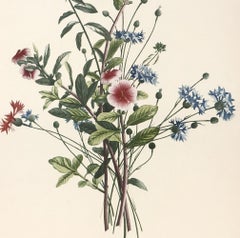PRÉVOST. Print from Collection des Fleurs et des Fruits