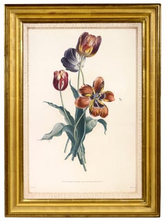 PRÉVOST. Print from  Collection des Fleurs et des Fruits