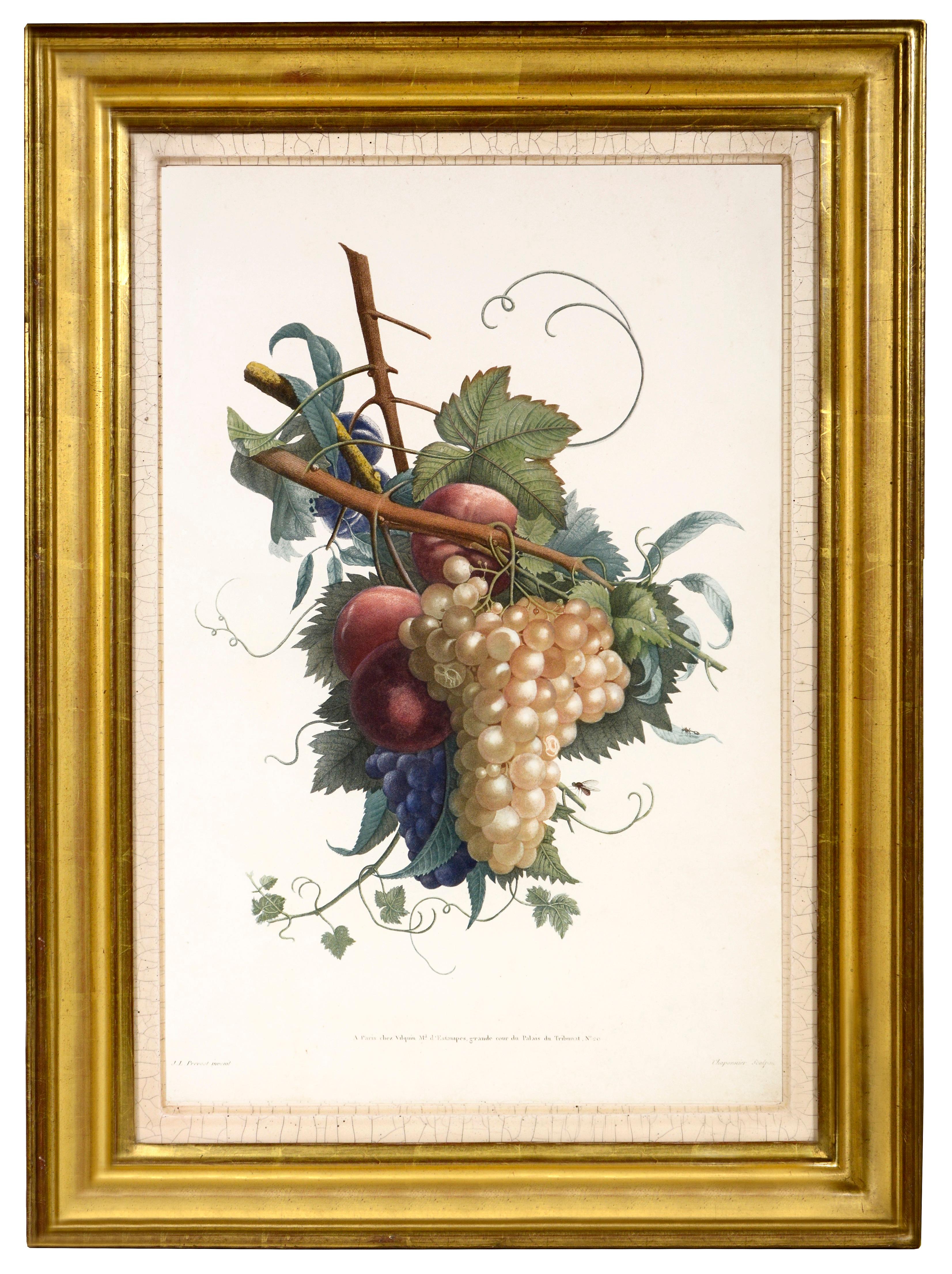 Jean Louis Prévost Still-Life Print - PRÉVOST. Print from Collection des Fleurs et des Fruits
