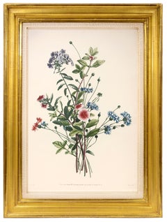 Antique PRÉVOST. Print from Collection des Fleurs et des Fruits