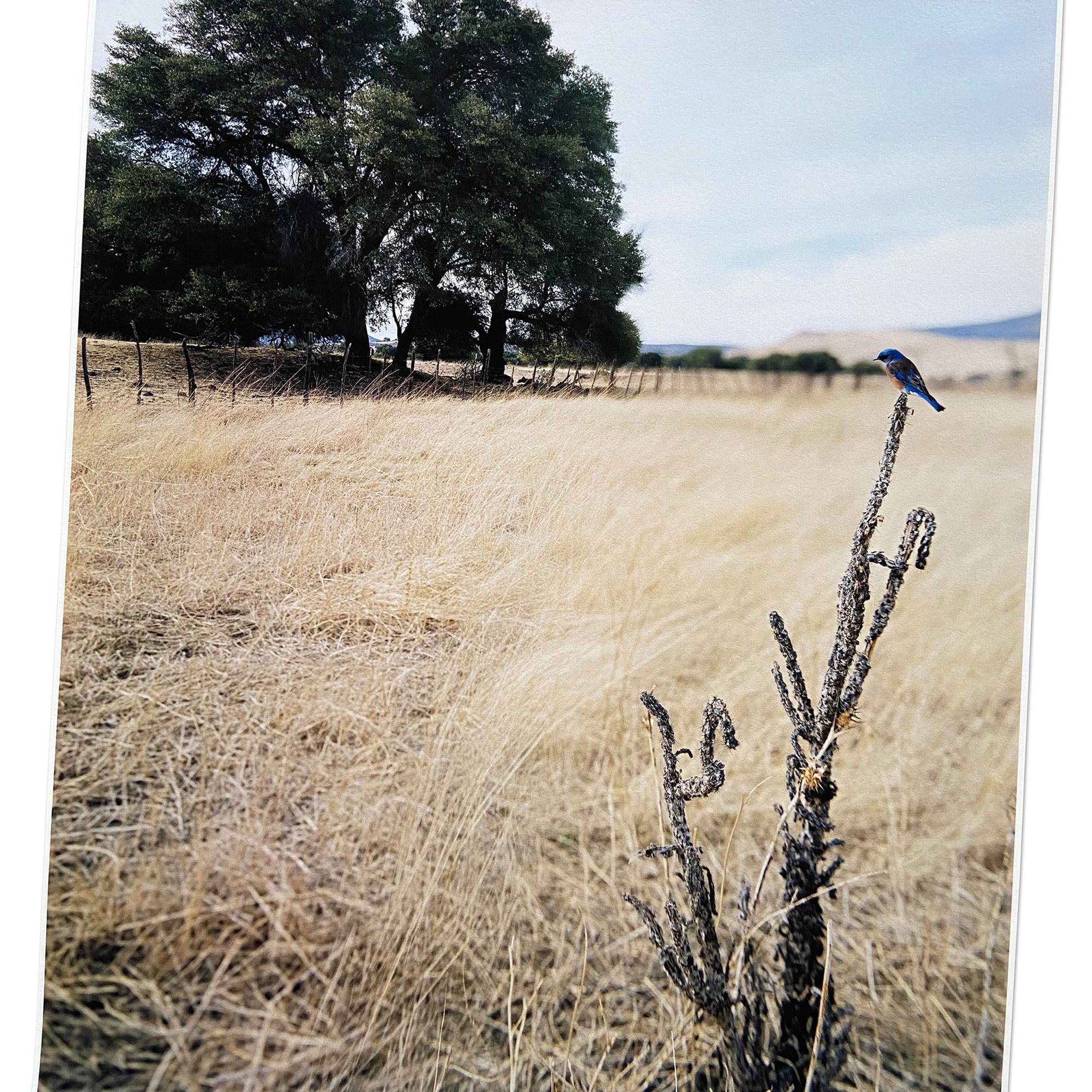 Jean-Luc Mylayne, N°476, Décembre 2006 – Mars 2007 - Contemporary Photography For Sale 2