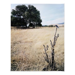 Jean-Luc Mylayne, N°476, Dicembre 2006 - Marzo 2007 // Fotografia, Firmato