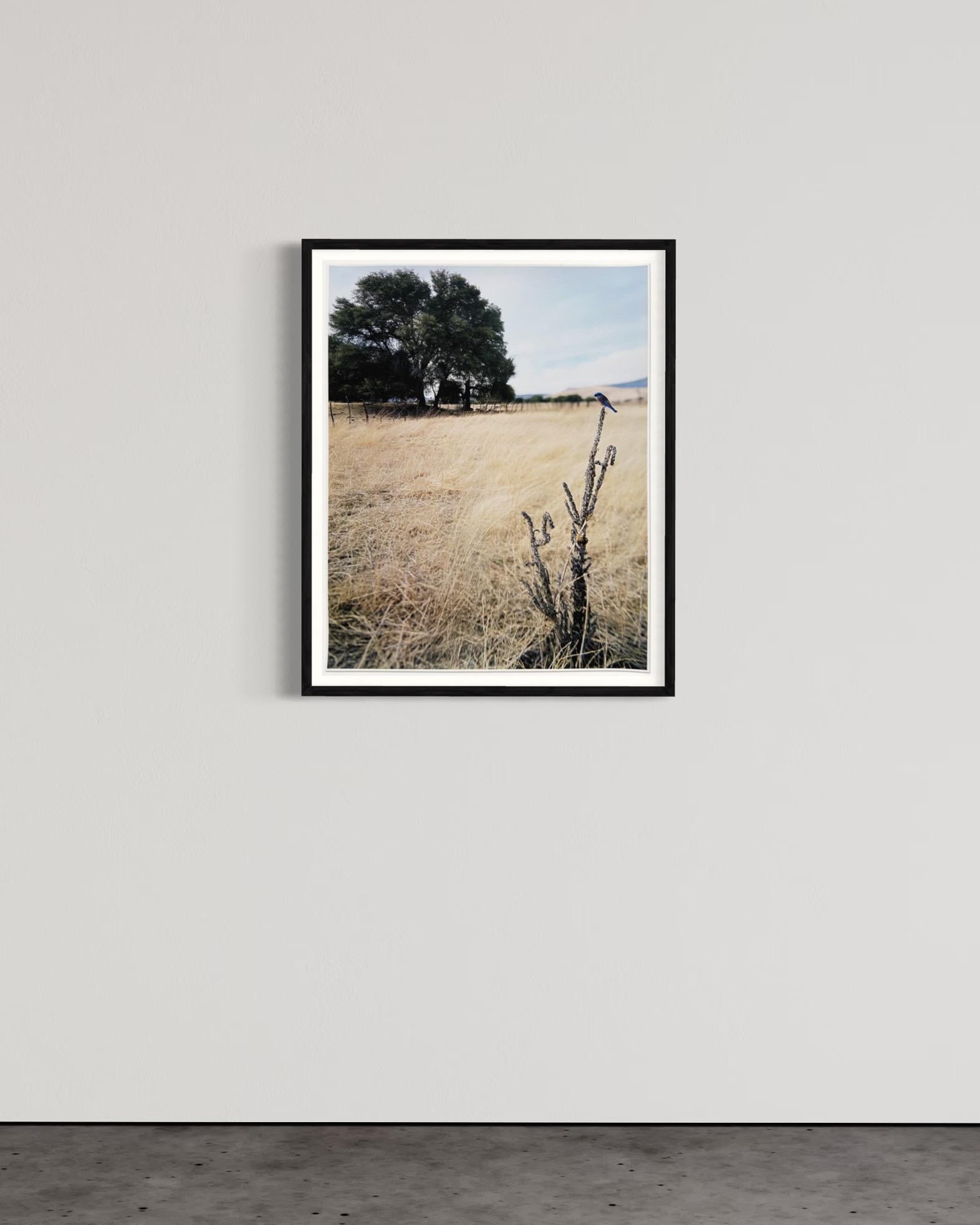 Jean-Luc Mylayne, N°476, Dicembre 2006 - Marzo 2007 // Fotografia, Firmato in vendita 3