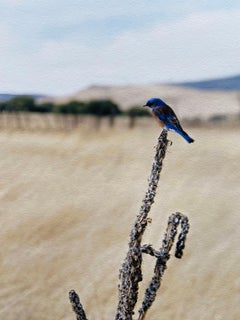 Jean-Luc Mylayne - Jean-Luc Mylayne, N°476, Dicembre 2006 - Marzo 2007 // Fotografia, Firmato Jean-Luc Mylayne, N°476, Dicembre 2006 - Marzo 2007 // Fotografia, Firmato