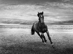"Horses 2", photography by Jean-Michel Berts (39x63'), 2018