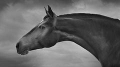 "Horses 3", photography by Jean-Michel Berts (39x63'), 2018