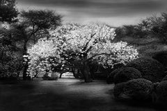 Plum Tree, Tokyo, Japan