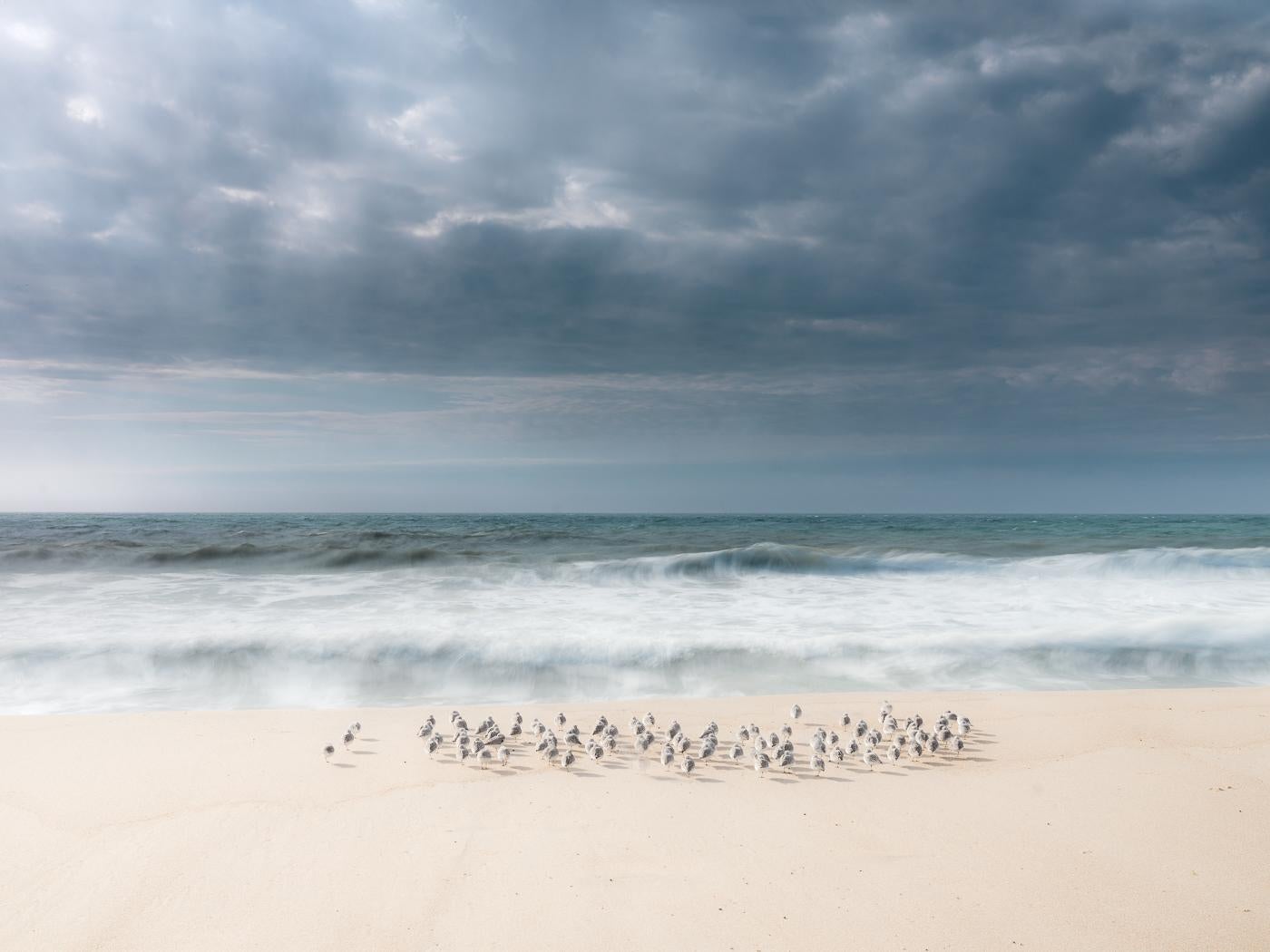 Jean- Michel Lenoir Landscape Photograph - Rest - An East Hamptons beach storm and seabirds 