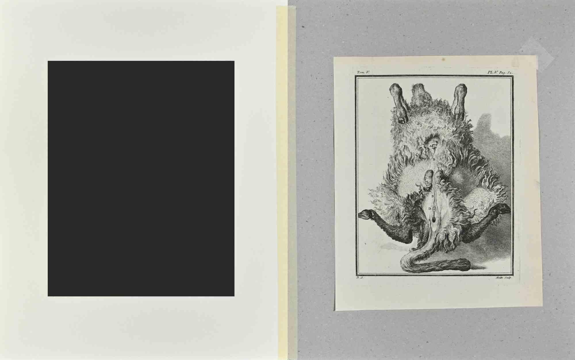 Anatomy of Animals - Etching by Jean Moitte - 1771 For Sale 1