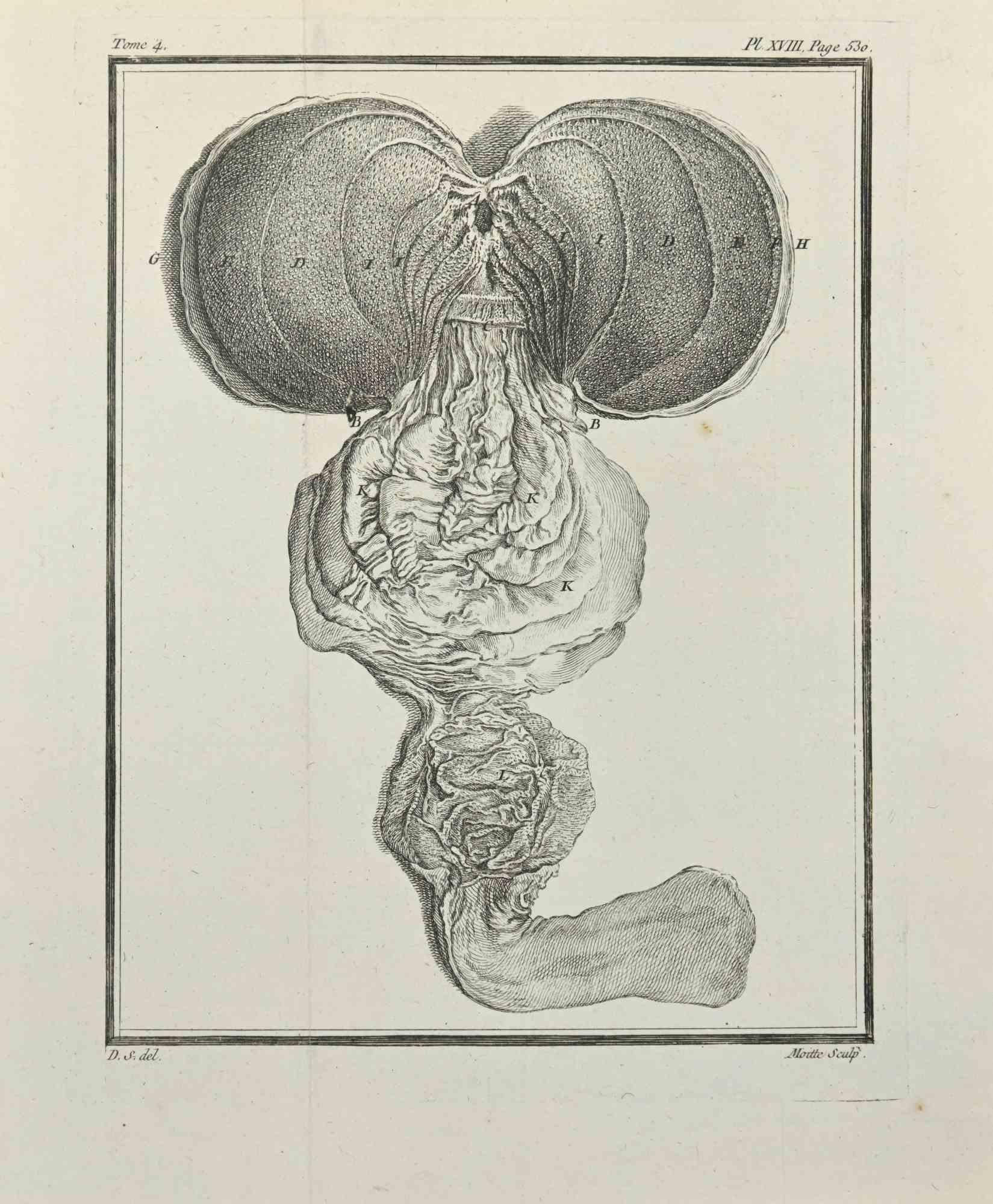 Anatomy of Animals is an etching realized by Jean Gullaume Moitte in 1771.

The artwork Belongs to the suite "Histoire naturelle, générale et particulière avec la description du Cabinet du Roi". Paris: Imprimerie Royale, 1749-1771. The Artist's