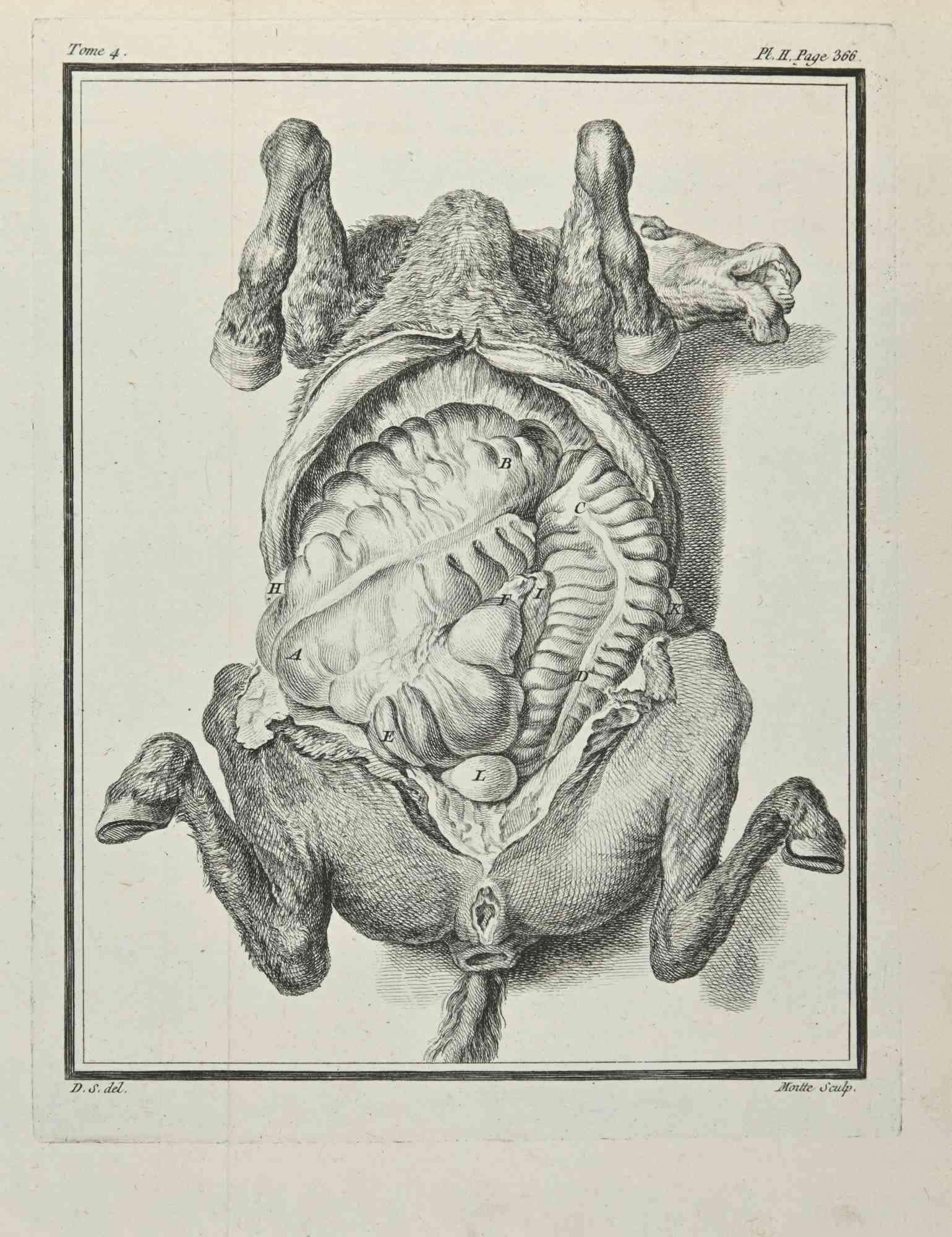 Anatomy of Animals is an etching realized by Jean Gullaume Moitte in 1771.

The artwork Belongs to the suite "Histoire naturelle, générale et particulière avec la description du Cabinet du Roi". Paris: Imprimerie Royale, 1749-1771. The Artist's