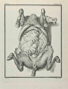 Anatomie von Tieren – Radierung von Jean Moitte – 1771