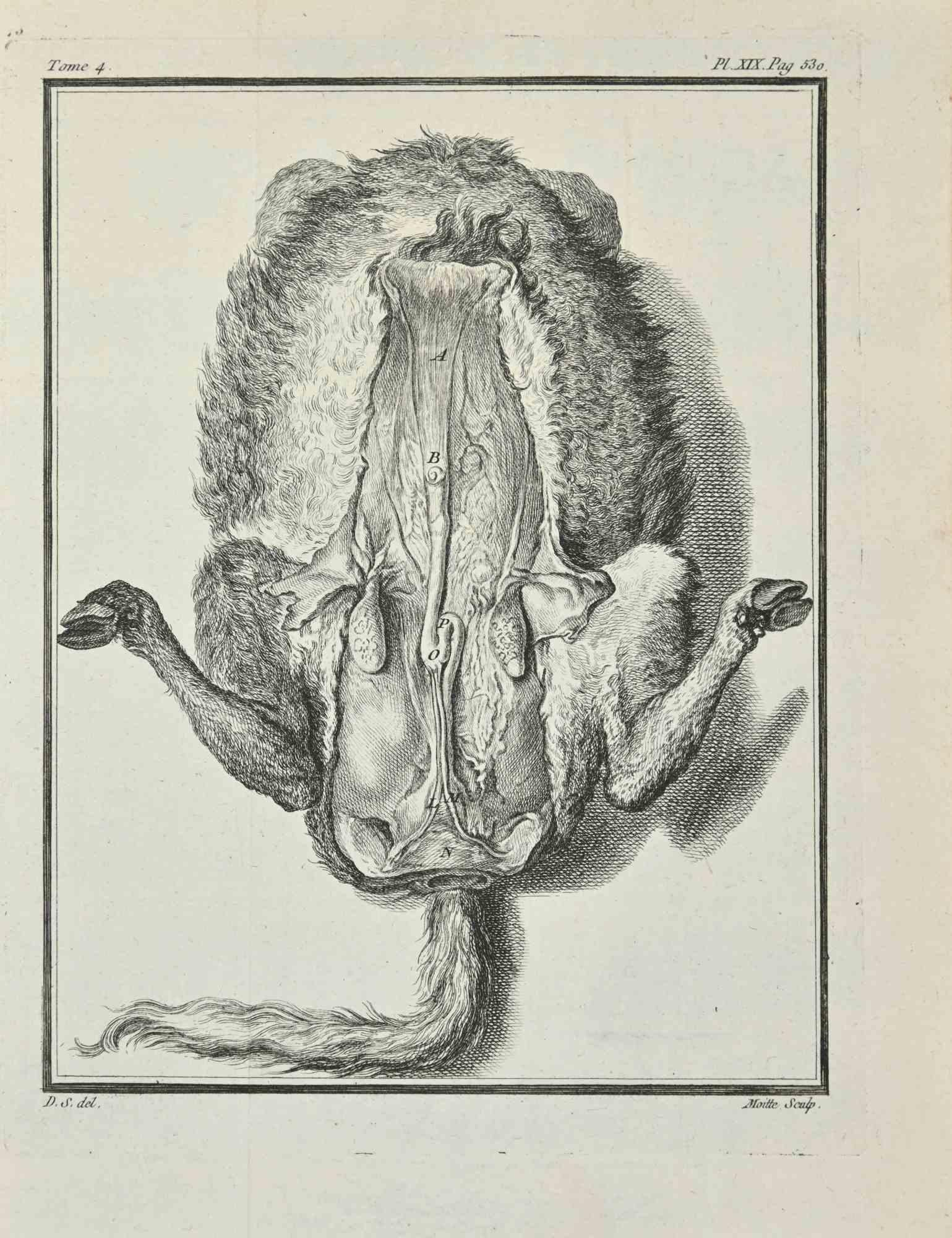 L'Anatomie des animaux est une gravure réalisée par Jean Gullaume Moitte en 1771.

L'oeuvre appartient à la suite "Histoire naturelle, générale et particulière avec la description du Cabinet du Roi". Paris : Imprimerie Royale, 1749-1771. La