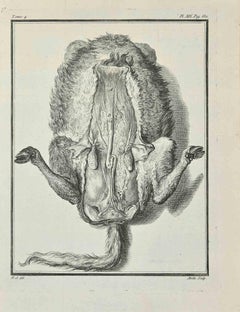 Anatomy of Animals - Etching by Jean Moitte - 1771