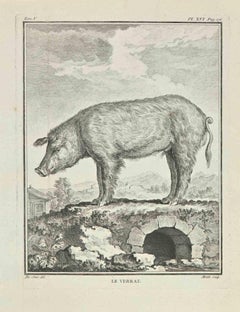 Le Verrat - Etching by Jean Moitte - 1771