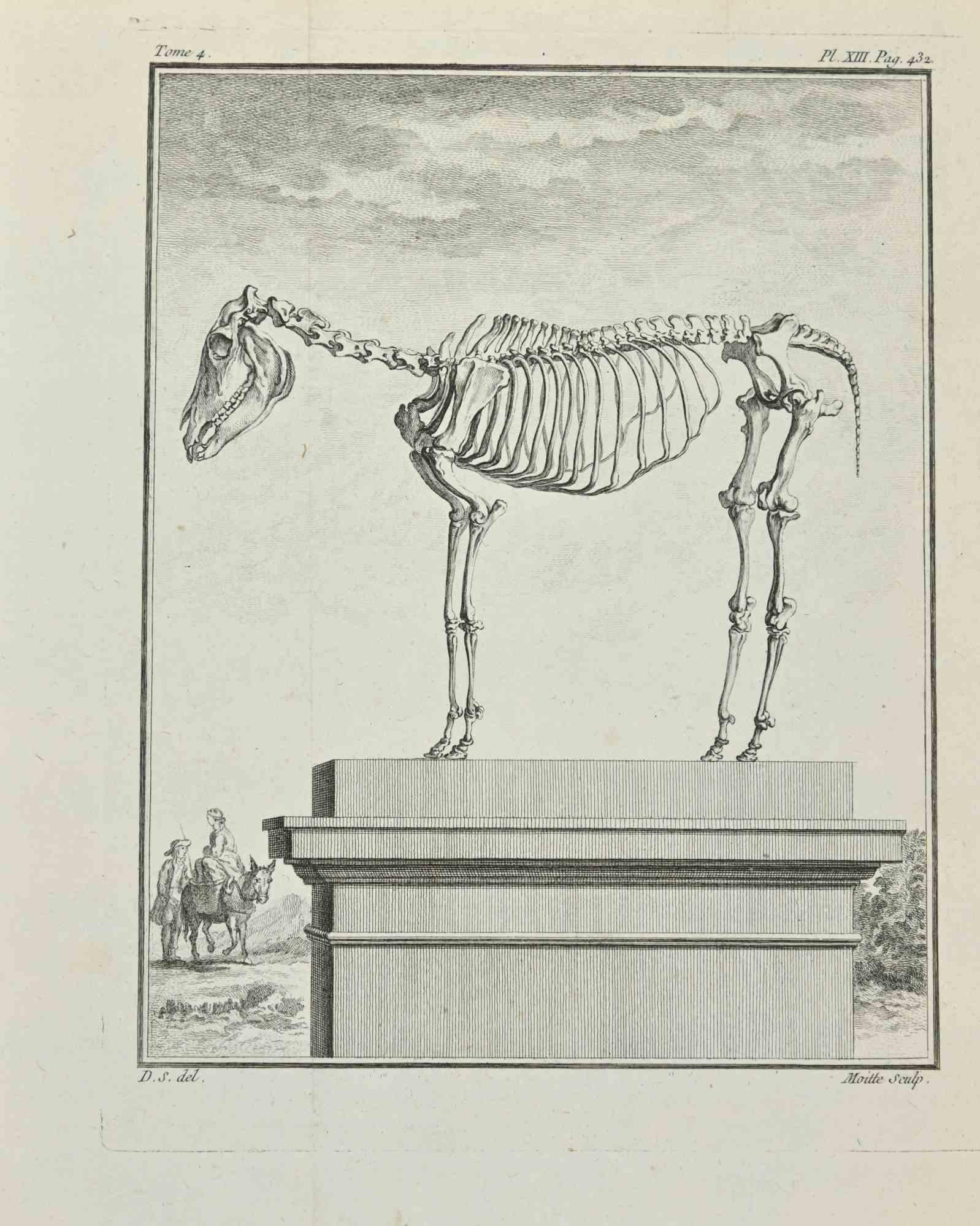 Skelett – Radierung von Jean Moitte – 1771