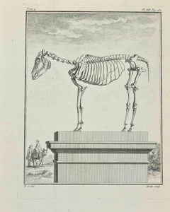 Used Skeleton - Etching by Jean Moitte - 1771