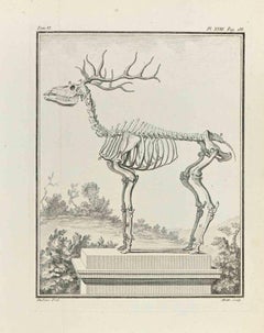 Skeleton - Gravure de Jean Moitte - 1771