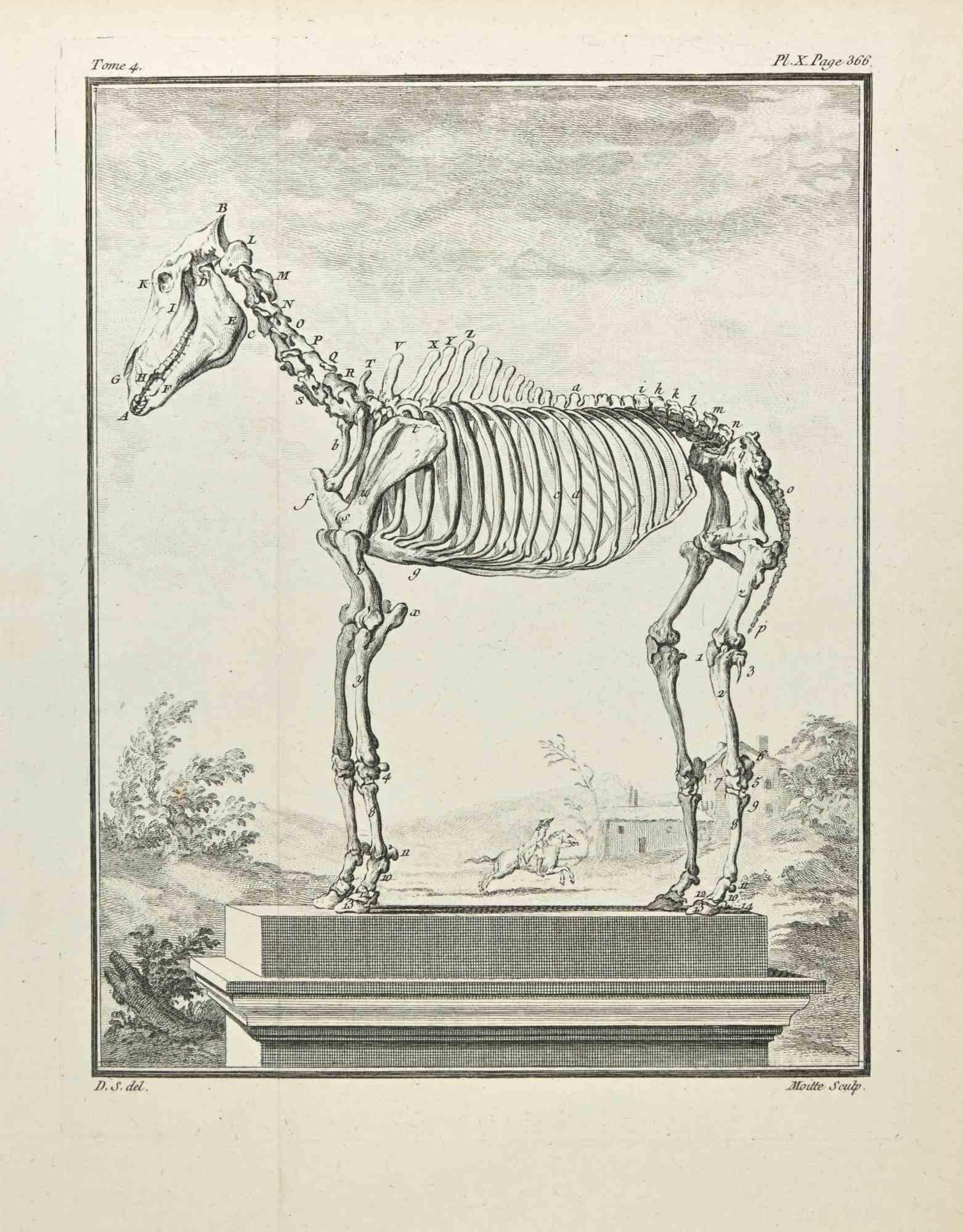 Squelette est une gravure réalisée par Jean Gullaume Moitte en 1771.

Il appartient à la suite "Histoire naturelle, générale et particulière avec la description du Cabinet du Roi".

Signature de l'Artistics gravée en bas à droite.

Bon état, sauf