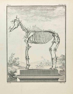 Used Skeleton - Etching by Jean Moitte - 1771