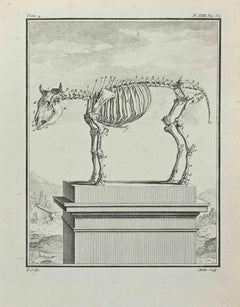 Used Skeleton - Etching by Jean Moitte - 1771