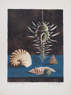 Vintage  Sea Shell : The Comb of Venus - Original handsigned lithograph / 100ex