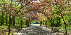 Japan Cherry Trees - Brussels - Gallery Print Edition - Panoramic Photography
