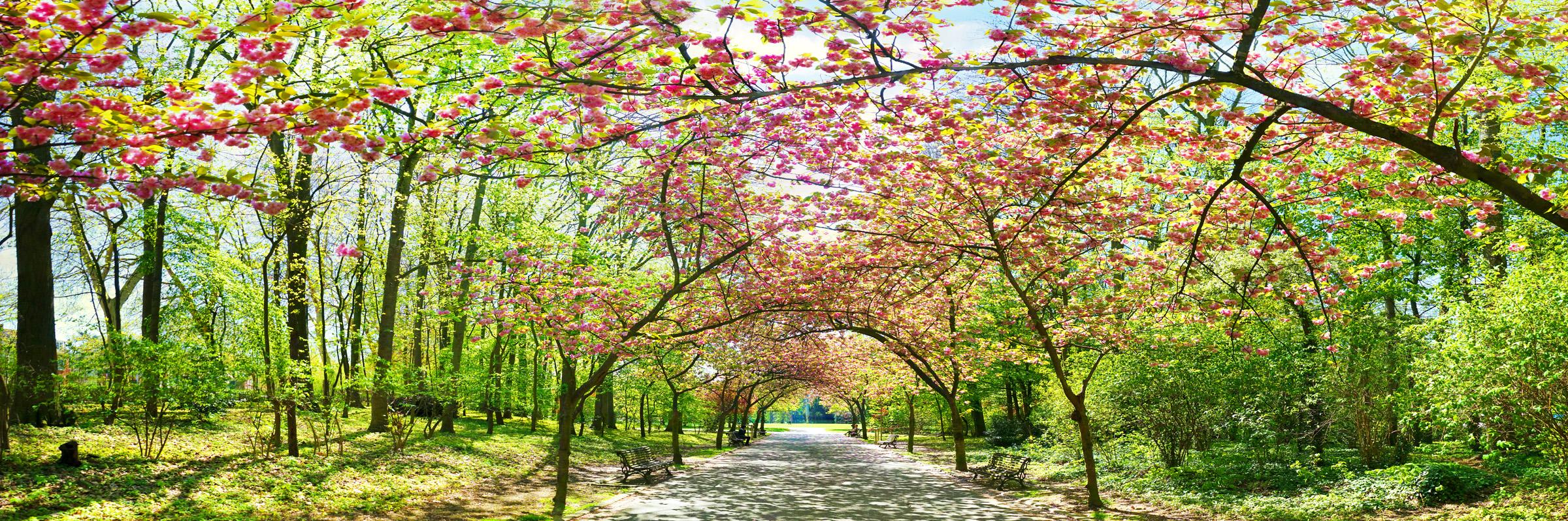 Jean Pierre De Neef Landscape Print - Japan Cherry Trees - Brussels - Gallery Print Edition - Panoramic Photography