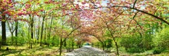 Japan Cherry Trees - Brussels - Gallery Print Edition - Panoramic Photography