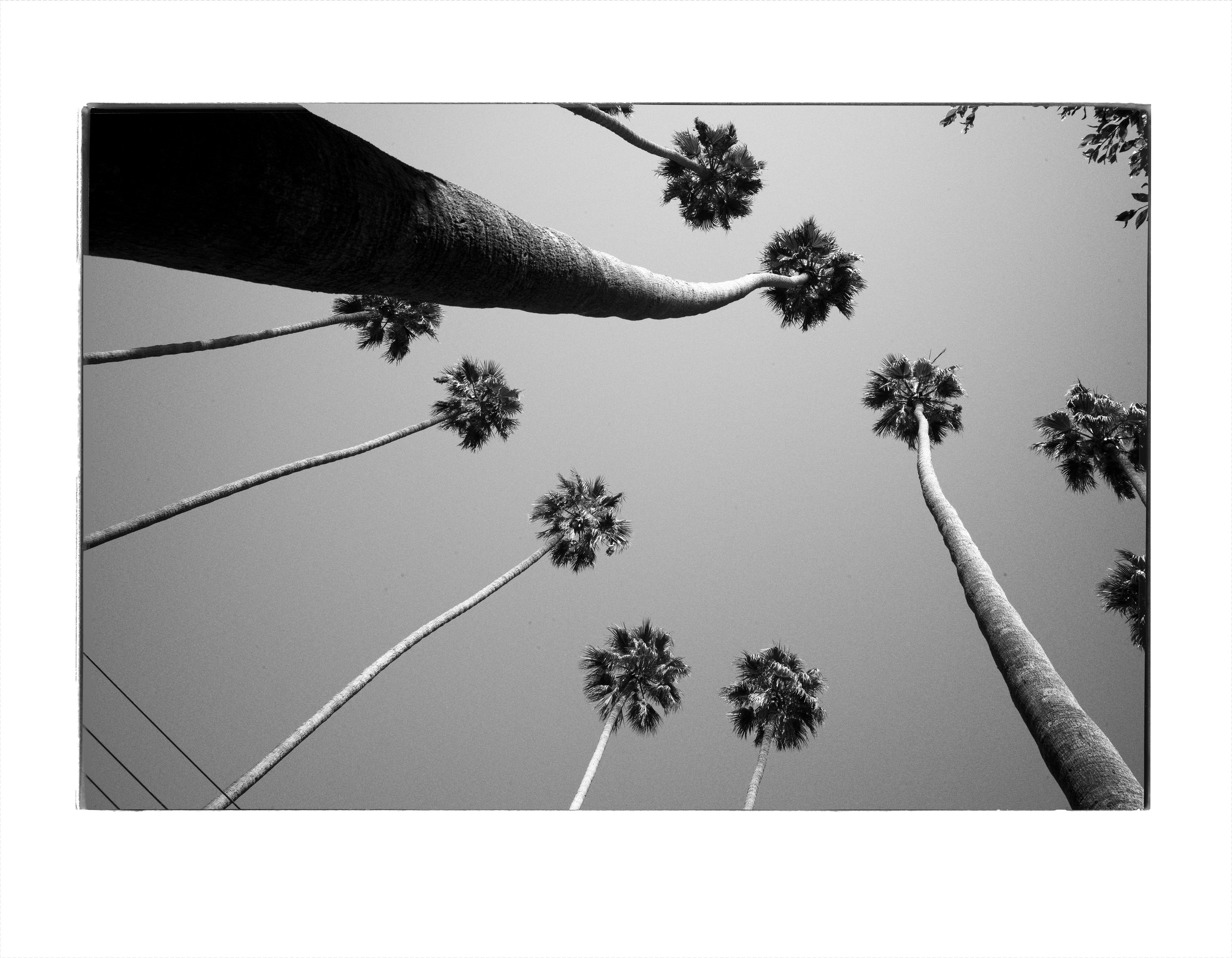 Jean Pigozzi Black and White Photograph - Palm Trees, Los Angeles