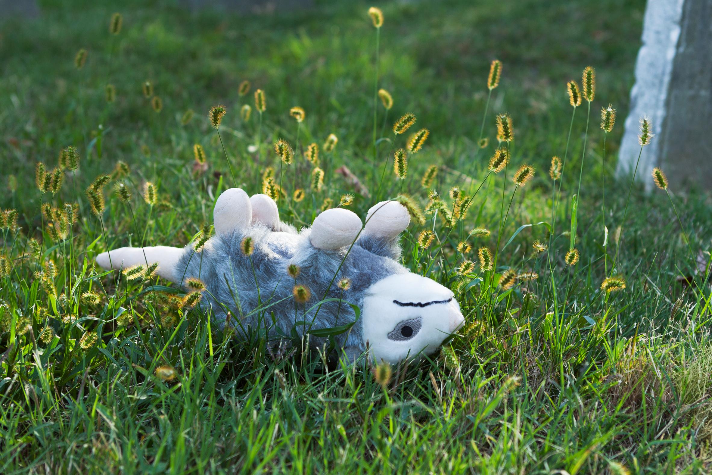 Morbidity & Mortality: Opossum Humorvolle Fotografie eines Hundespielzeugs in Krimsszene  – Print von Jeanette May