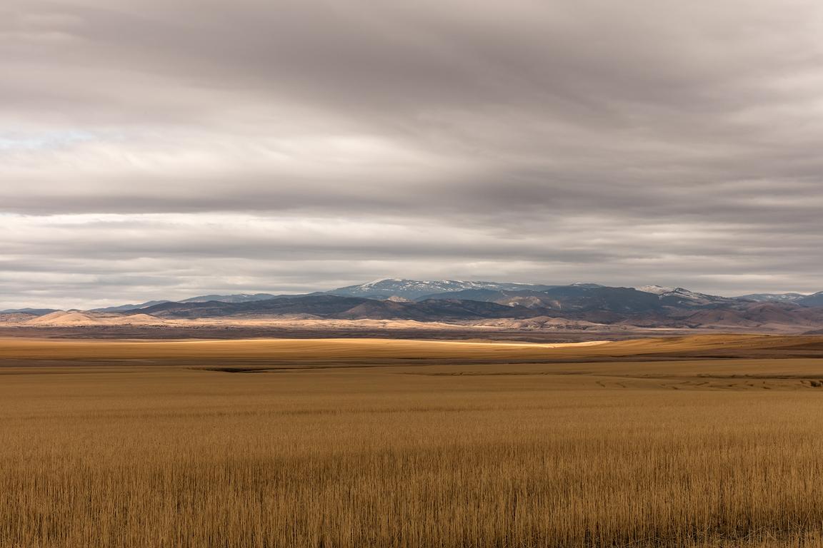 Landscape Photograph Jeanine Michna-Bales - Waves of Grain, vagues d'ambre, Montana