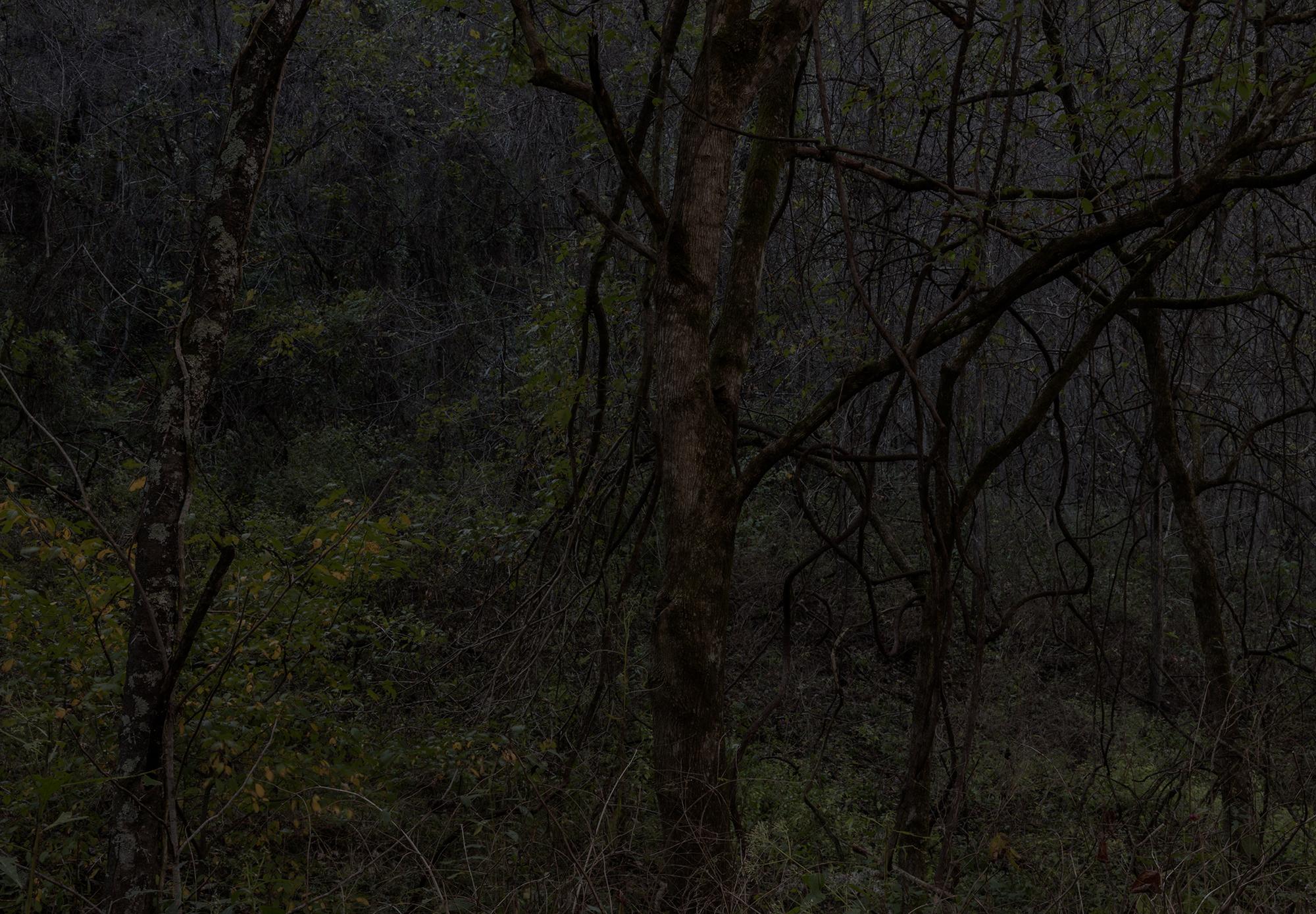 Jeanine Michna-Bales Landscape Photograph - Twisted Thicket. Lawrence County, Tennessee